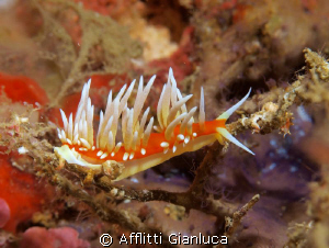 flabellina by Afflitti Gianluca 